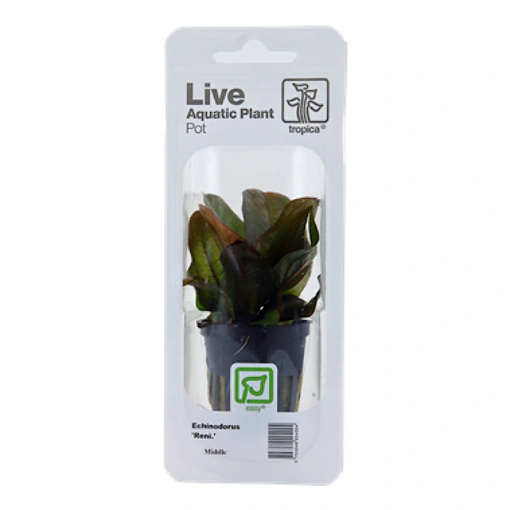 Tropica PCS Pot Echinodorus Reni x 3